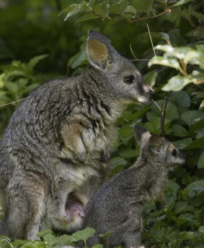 Tammar Wallaby Joey at Smithsonian's National Zoo (1 of 2)