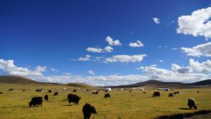 Yaks and tents on the Qinghai-Tibetan Plateau