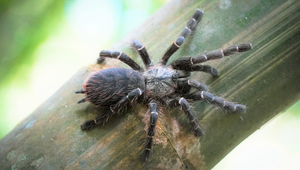 The tarantula Taksinus bambus in its habitat