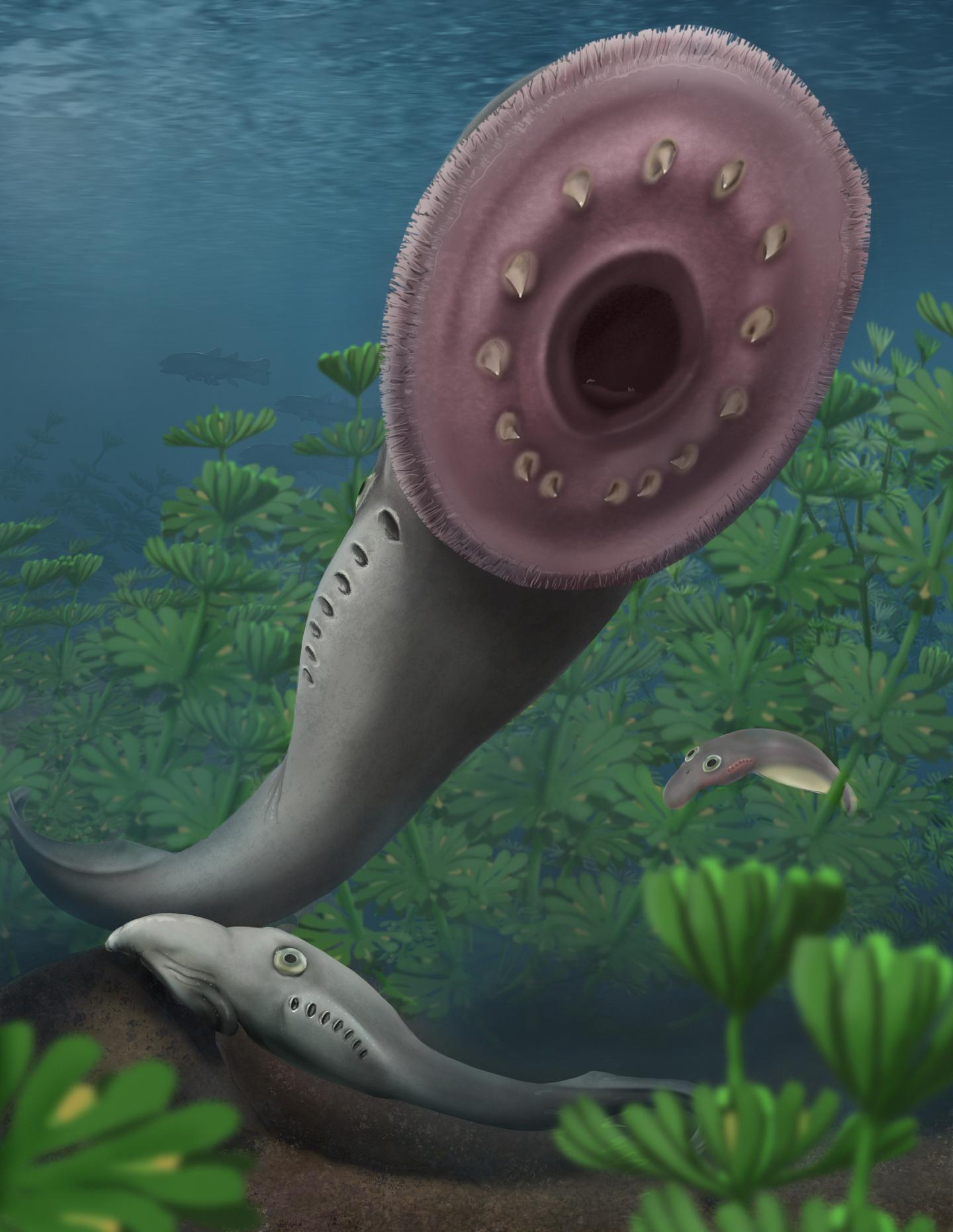 Artist's Reconstruction of Life Cycle of Extinct Lamprey Pnscomyzon