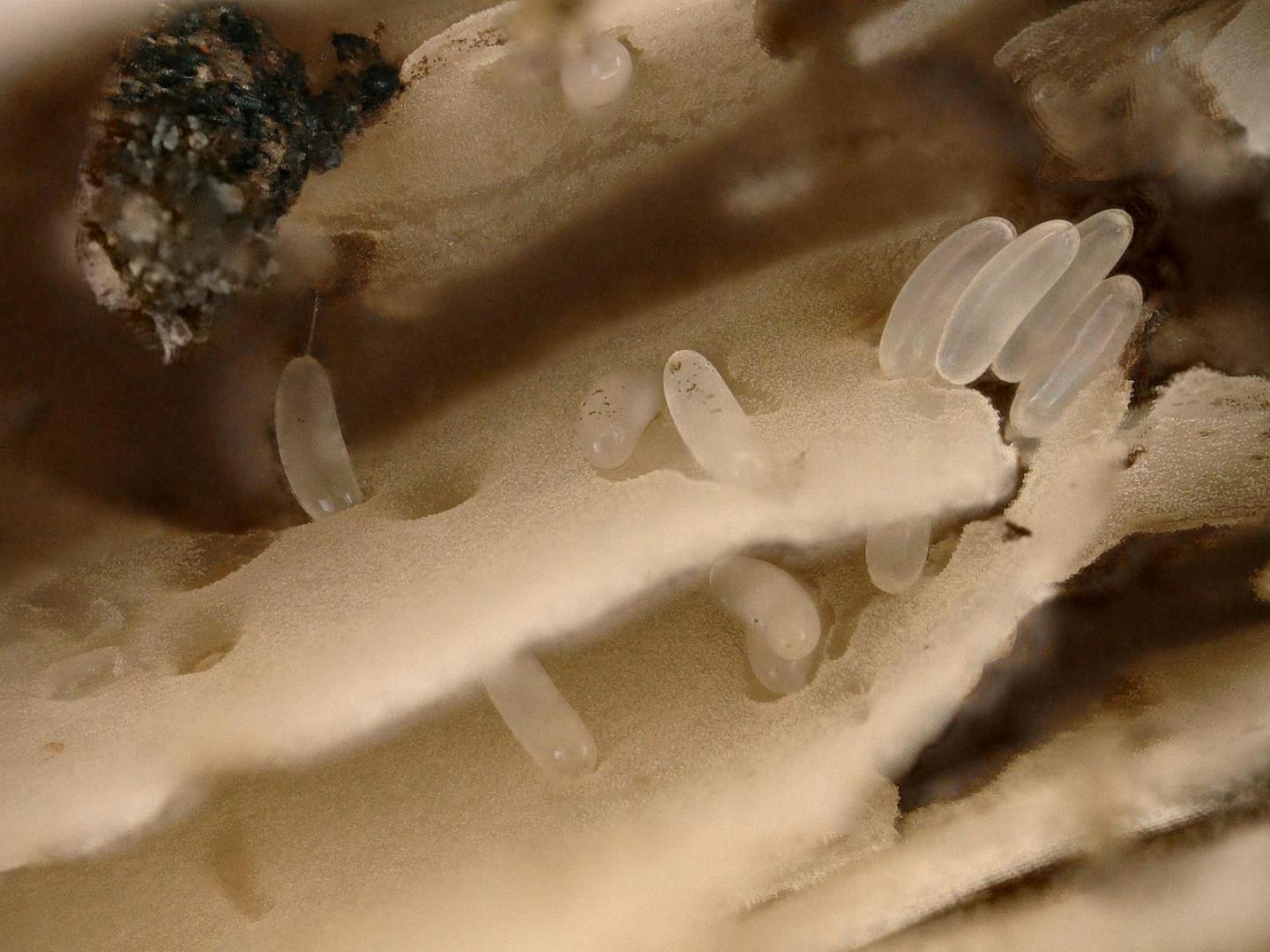 Eggs of the Studied Fly Laid in the Gills of a Mushroom