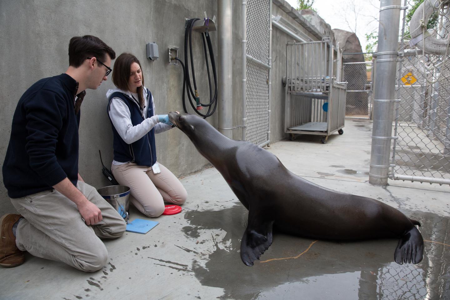 Studying Sea Lions to Build a Robotic Foreflipper That Can Go Undetected