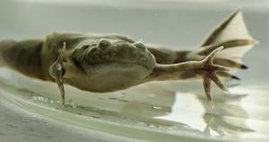 Clawed frog - adult