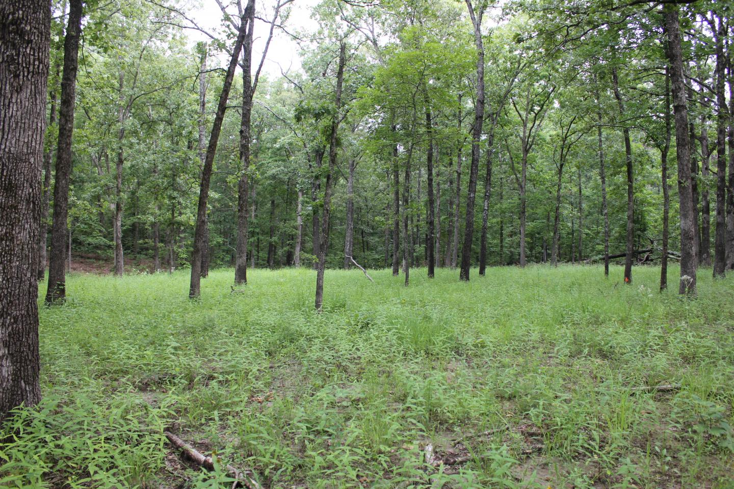 University Forest Conservation Area land