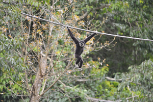 Gibbon brachiating across a single-line canopy bridge.