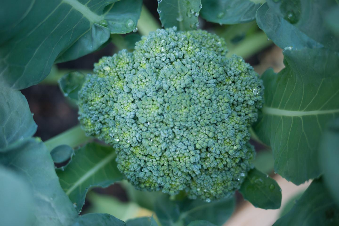 Ammonium and Broccoli