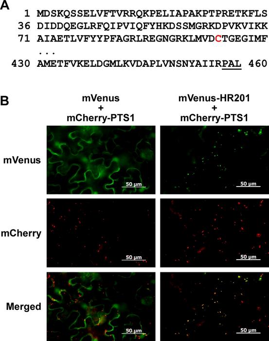 Localization of HSR201 in peroxisomes via a non-canonical peroxisomal targeting signal (PTS)