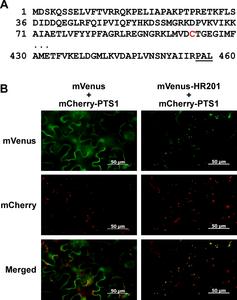 Localization of HSR201 in peroxisomes via a non-canonical peroxisomal targeting signal (PTS)