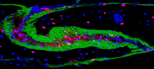 Skull-Shaping Bone-Bordering Cells