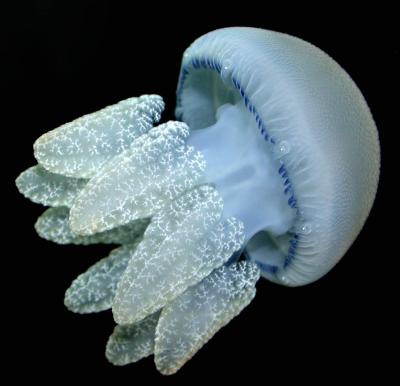 Catostylus Jellyfish