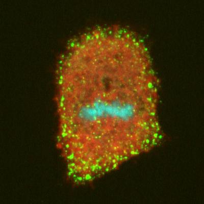 Restarted Endocytosis in a Mitotic Cell