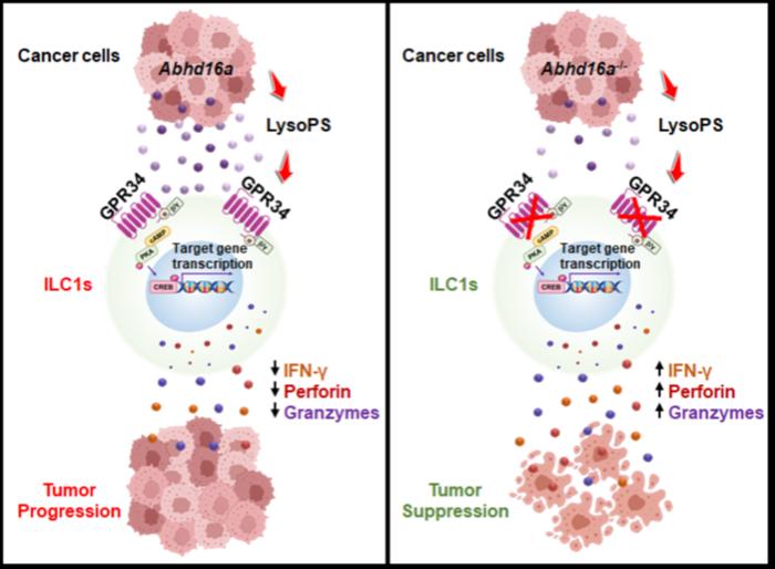 GPR34 is a metabolic immune checkpoint for ILC1-mediated antitumor immunity