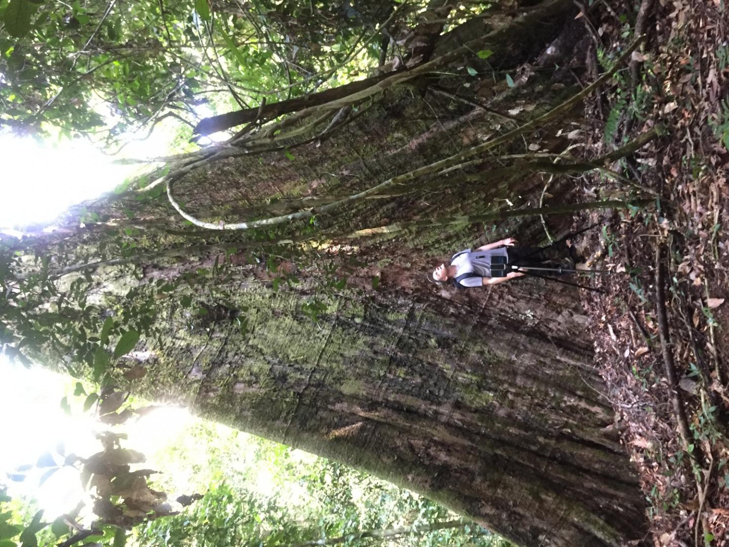 Enormous tree, several metres wide at base, reaches up to sky, man in front of it