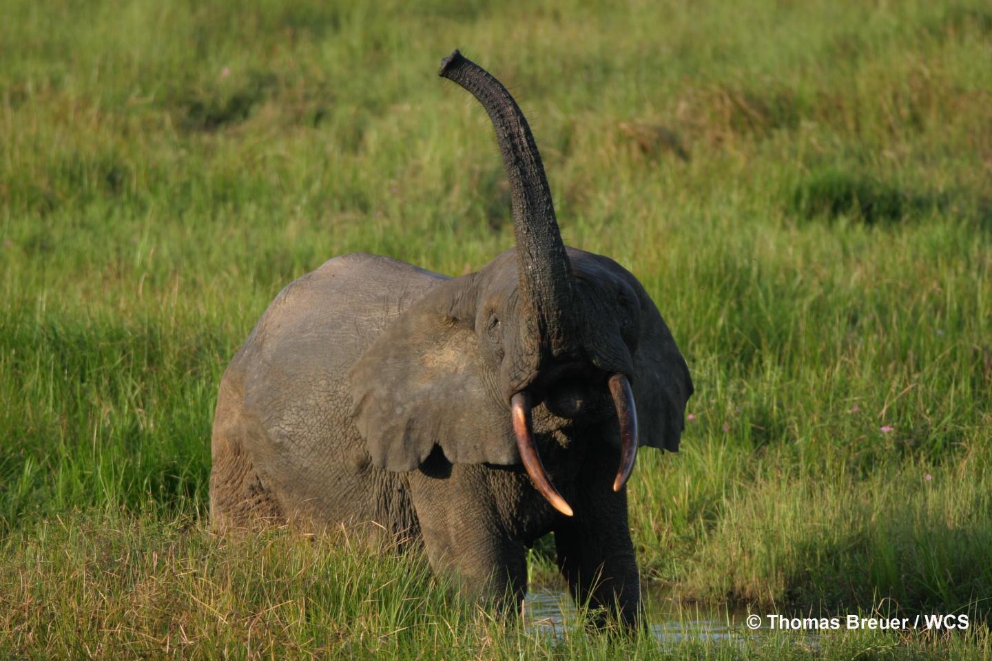 Forest Elephant in Water