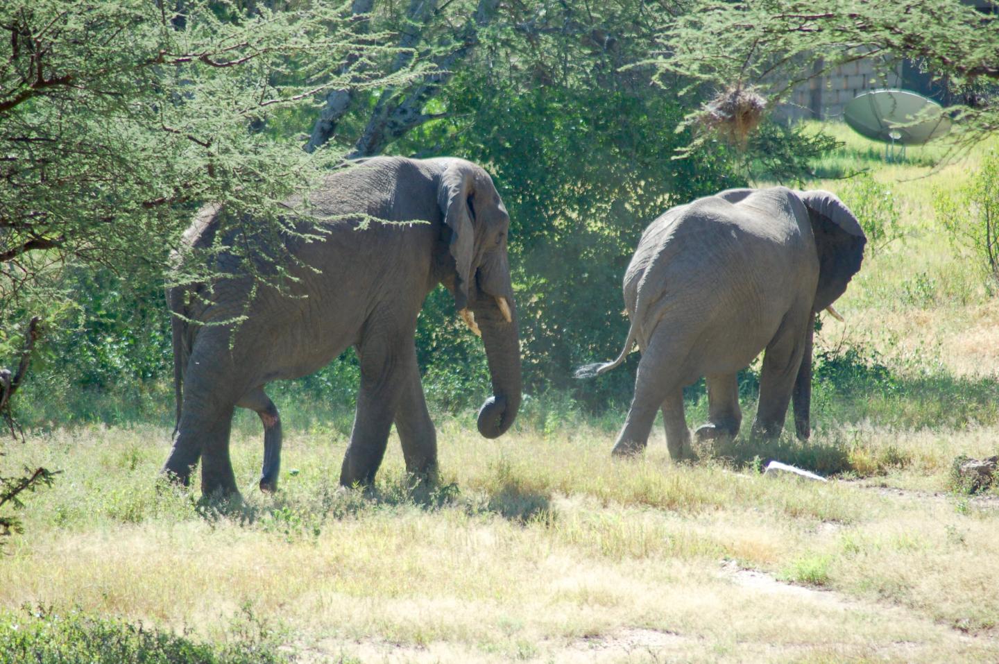 Elephants Walking in Tanzania