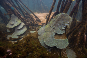 Corals on mangrove roots