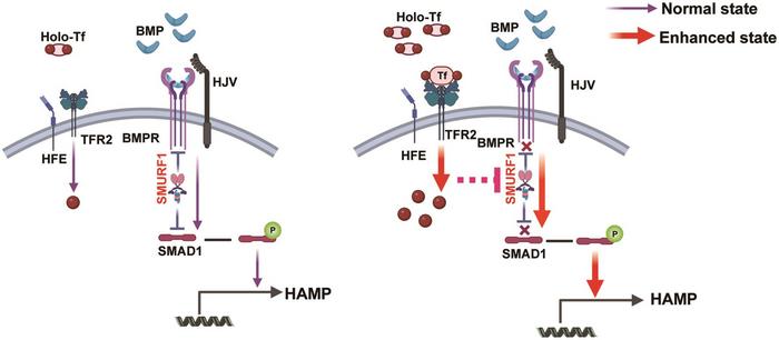 Schematic diagram illustrating the possible mechanism of SMURF1 in serum iron overload (Created with bioRender.com)