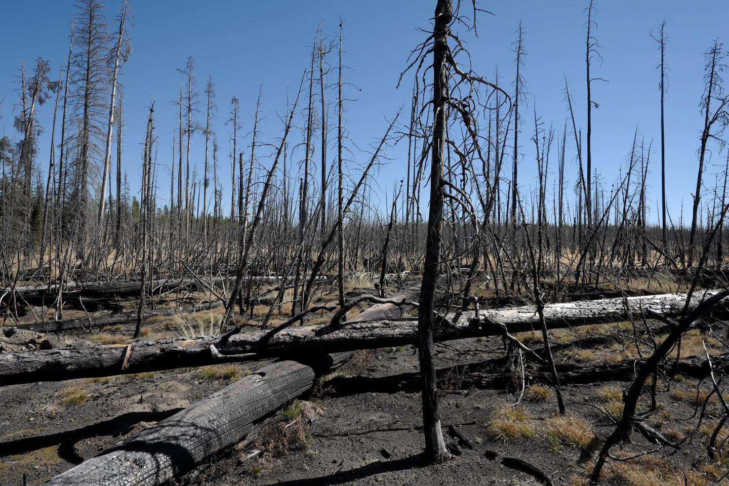 forest-after-fire-image-eurekalert-science-news-releases