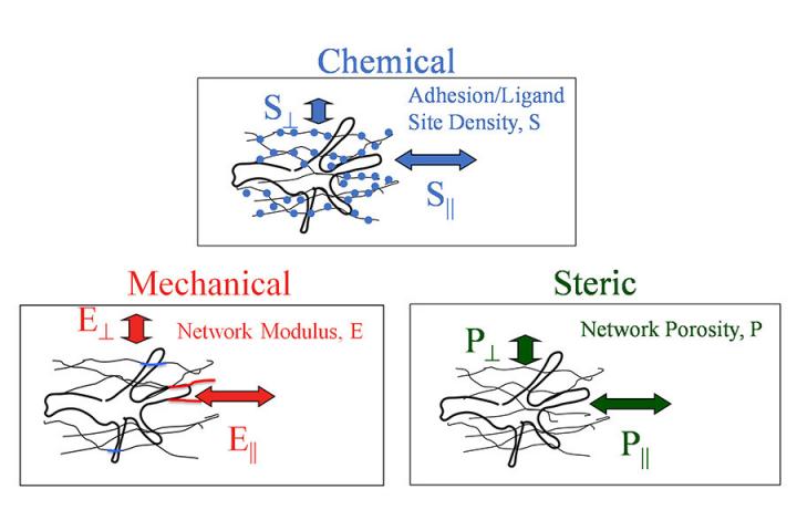 cell contact guidance