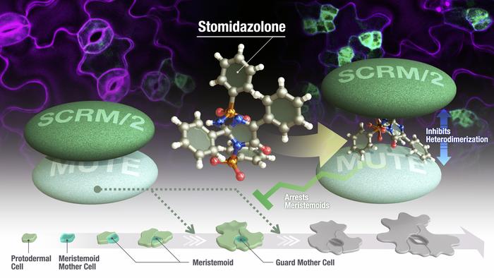 Stomidazolone, an imidazolone compound, reduces number of stomata by interfering MUTE-SCRM heterodimerization