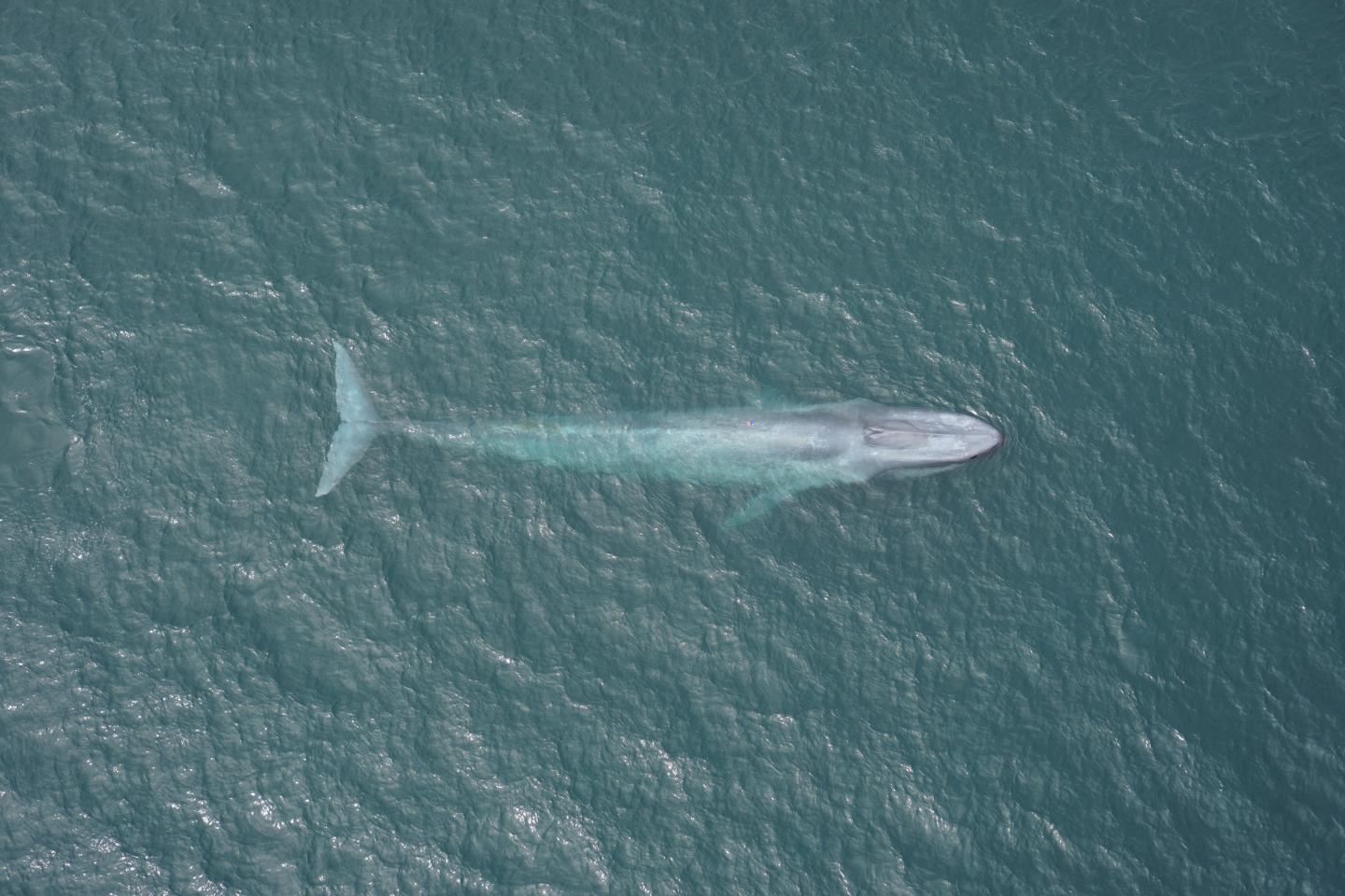 A Tagged Blue Whale Surfaces off the Coast of California in Monterey Bay
