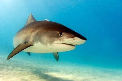 Tiger Shark Behavior