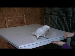 Cockatoo Deals with Nuts
