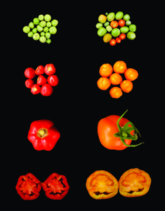 Tweaking carotenoids proves fruitful