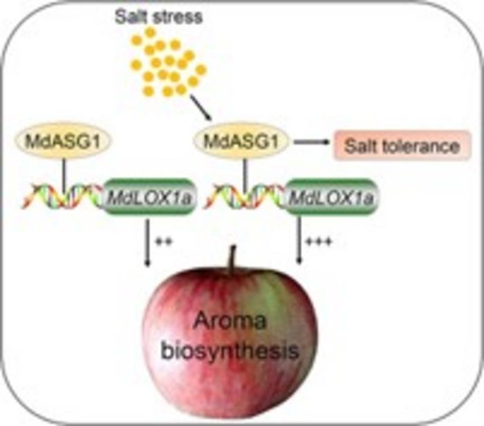 Proposed model for MdASG1 modulation of aroma compound biosynthesis in apples.