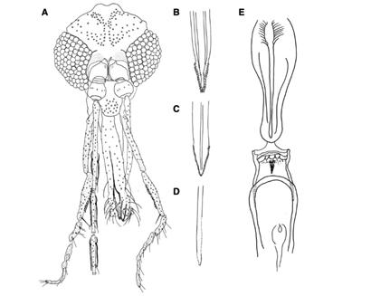 Female Paratype of <em>Psathyromyia baratai</em>