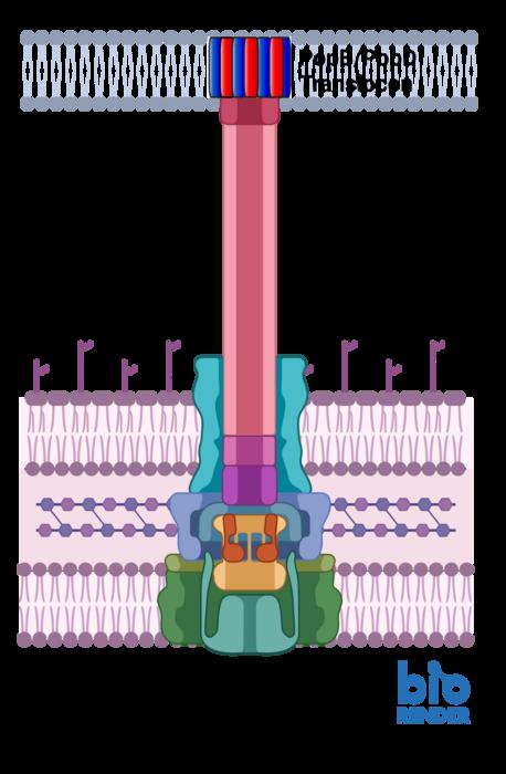 The type 3 secretion system depends on two proteins, PopB and PopD (red and blue) creating a tunnel in the hosts’s cell wall.