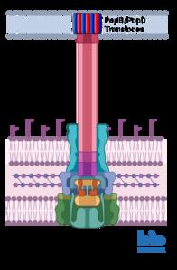 The type 3 secretion system depends on two proteins, PopB and PopD (red and blue) creating a tunnel in the hosts’s cell wall.