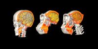 CT/MRI Datasets of a Human (Left), Chimpanzee (Center), and Gorilla (Right)