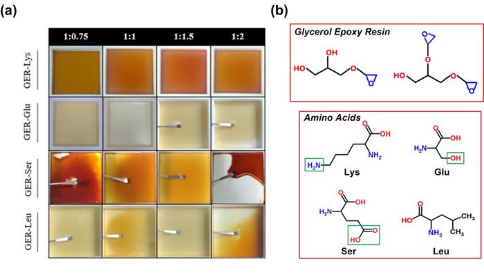 The Appearance of cured resins of GER-Lys, GER-Glu, GER-Ser, and GER-Leu and the water-soluble epoxy resin and hardeners used in this study. CREDIT: THE AUTHORS