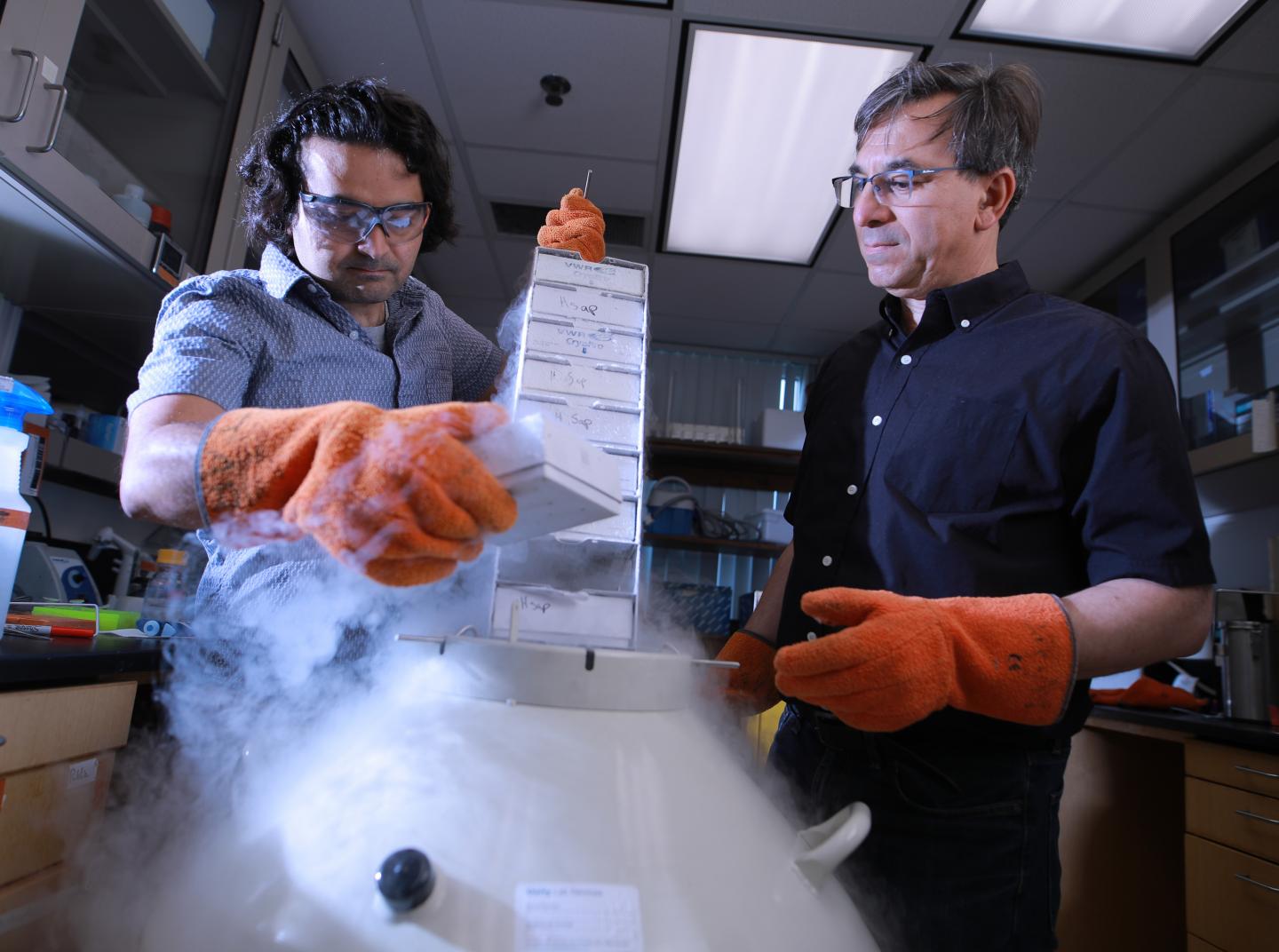 Newly Discovered Sperm Movement Could Help Diagnose, Treat Male Infertility