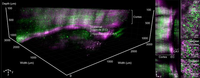 Figure 2: Deep and large-field-of-view in vivo imaging of mouse brain structures.