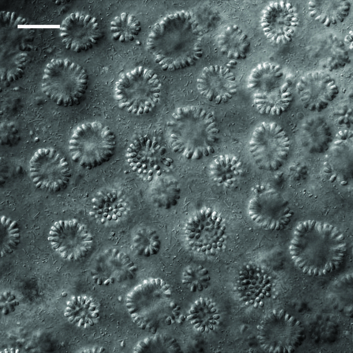 Colonies of the choanoflagellate B. monosierra