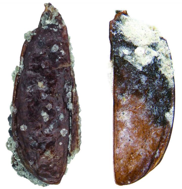 The Fossilized Forewings of the New Ground Beetle