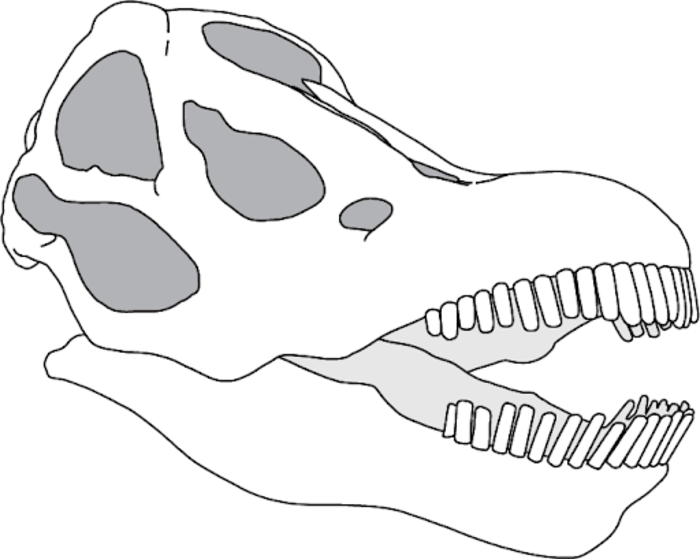 Reconstruction of Sauropod Kkull