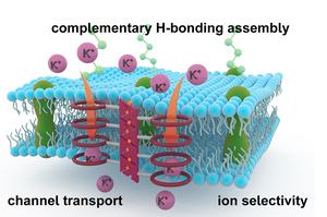 Schematic representation of ion transport across a lipid bilayer by a complementary hydrogen bonding supramolecular system