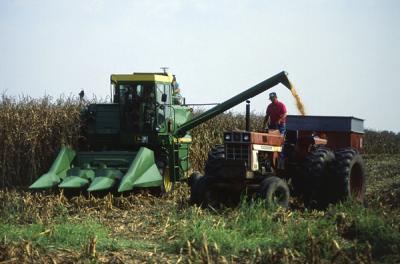 Corn Harvesting