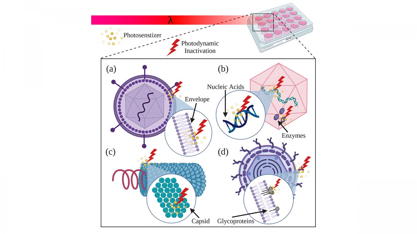 Schematic illustration of photodynamic inactivation of various viruses