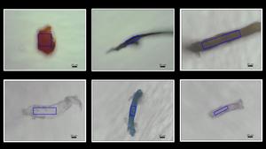 Samples of microplastics found in coral