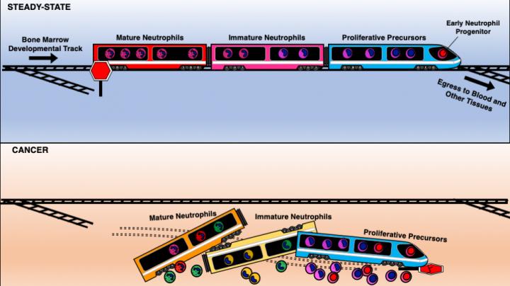 Neutrophil development