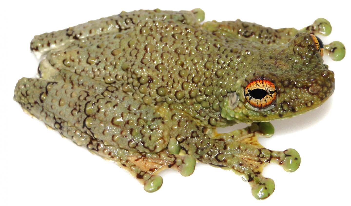 The New Tree Frog Species <i>Tepuihyla shushupe</i>
