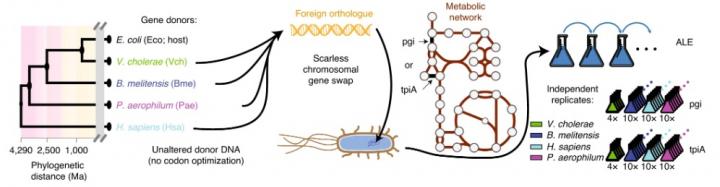 Gene Swap Workflow