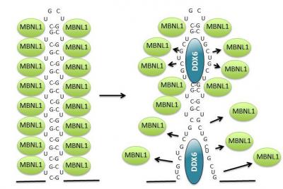Toxic RNA in DM1 Cells
