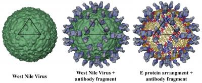 Three-Dimensional Reconstructions of the West Nile Virus Attached to Fragments of an Antibody