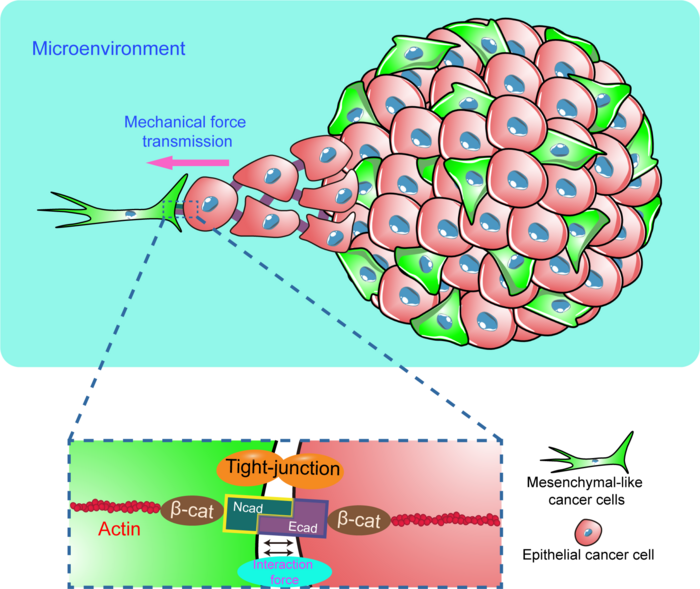 N/E-cadherin复合物介导的力学传递调控间质样细胞诱导的上皮样细胞迁移。