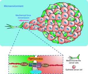 N/E-cadherin heterophilic complex mediated mechanical force transmission regulates mesenchymal-like cells induced epithelial cell migration